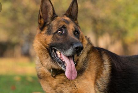 chiens-2.jpg