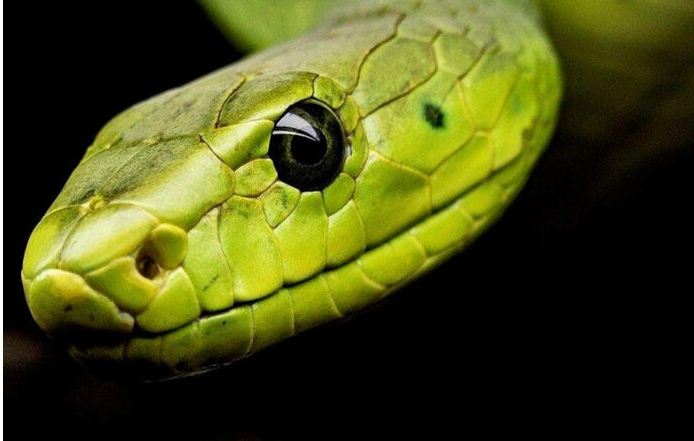 serpent_1.jpg
