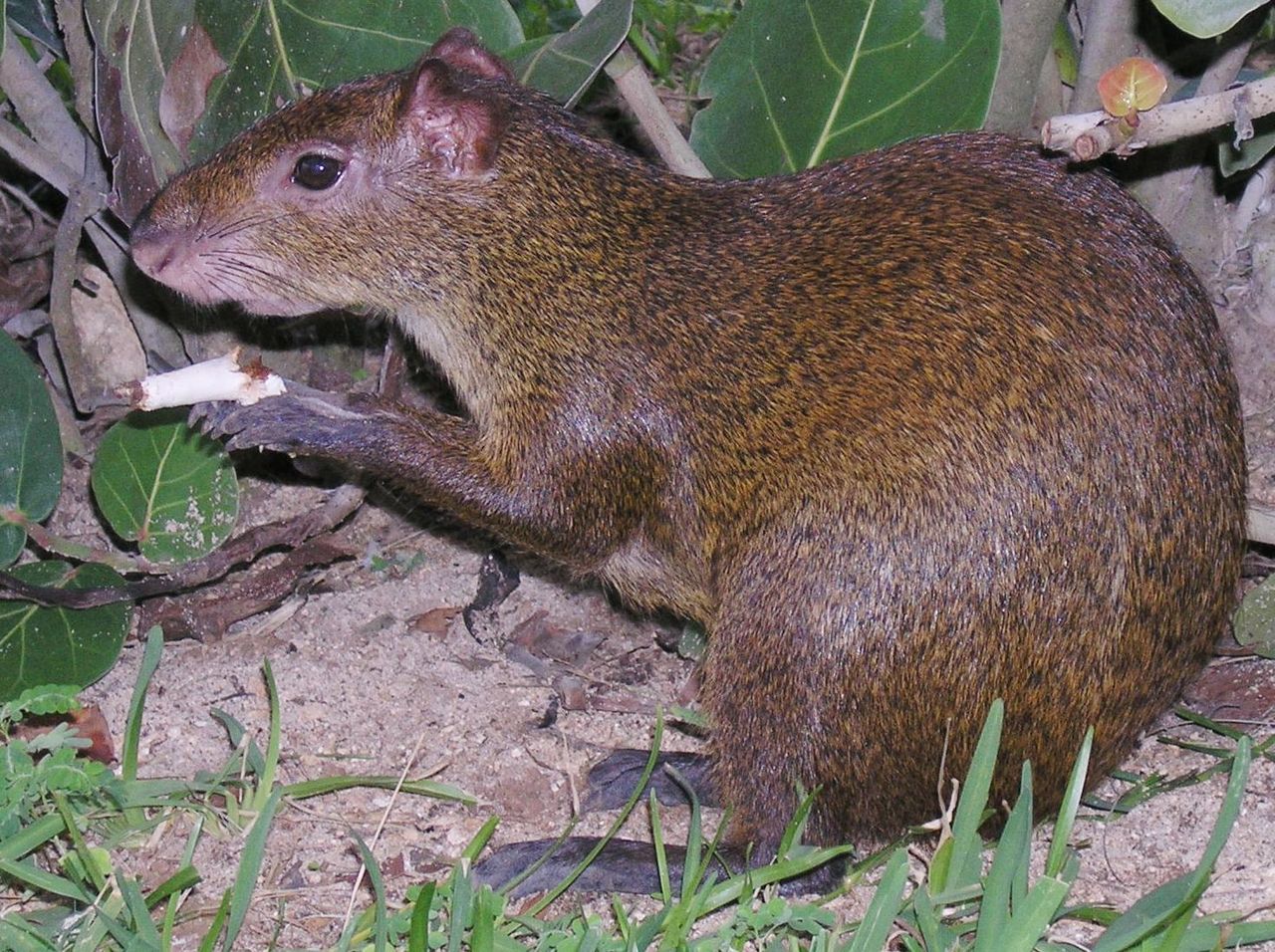agouti.jpg