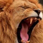 Togo : panique après la présence supposée d’un lion dans une commune