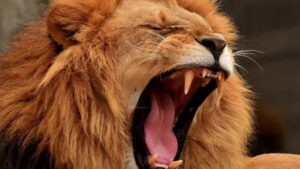 Togo : panique après la présence supposée d’un lion dans une commune