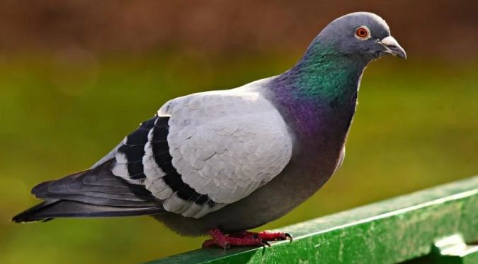 pigeon.jpg