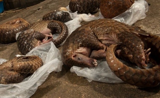 pangolin_tues_1_.jpg