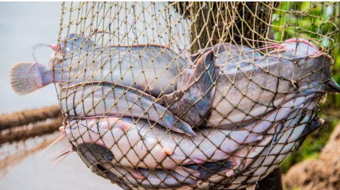 Bénin: le gouvernement et la BAD lancent un projet pour stimuler le secteur de la pêche et de l’aquaculture