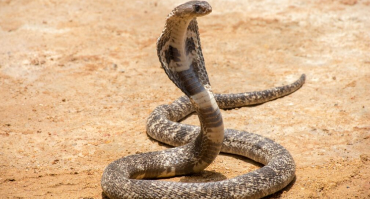 cobra-2.png