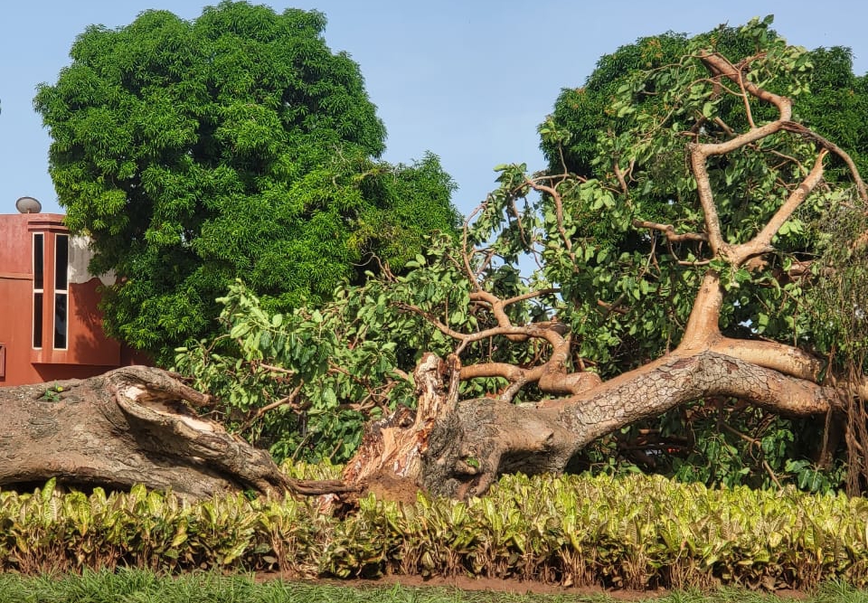 A Ouidah : le grand arbre de la « Place aux Enchères » déraciné par une forte pluie