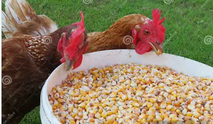 poulet.png
