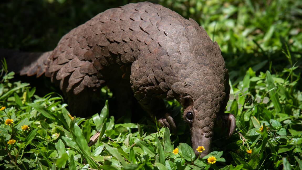pangolin.jpg