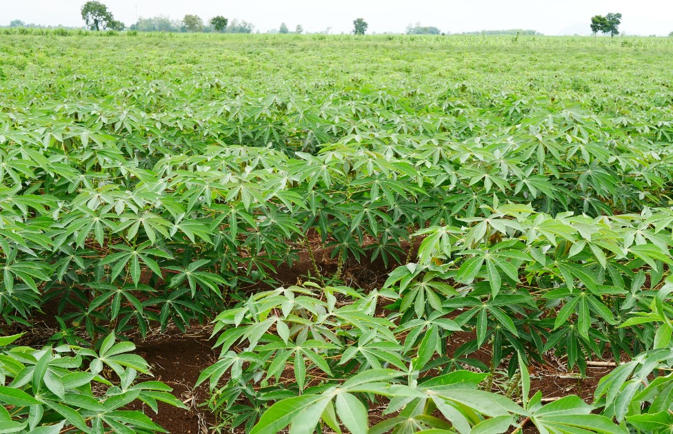 manioc.jpg