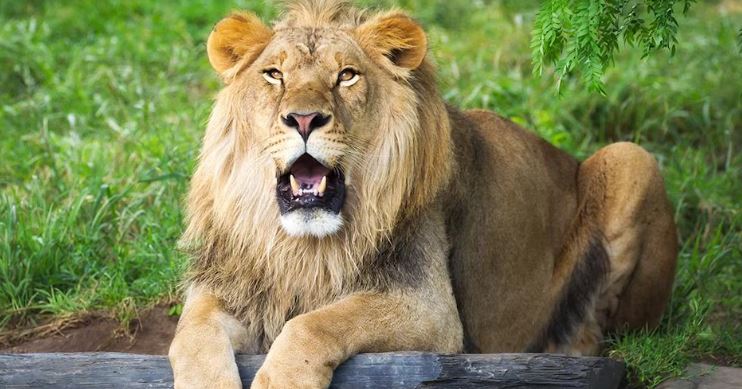 lion-2.jpg