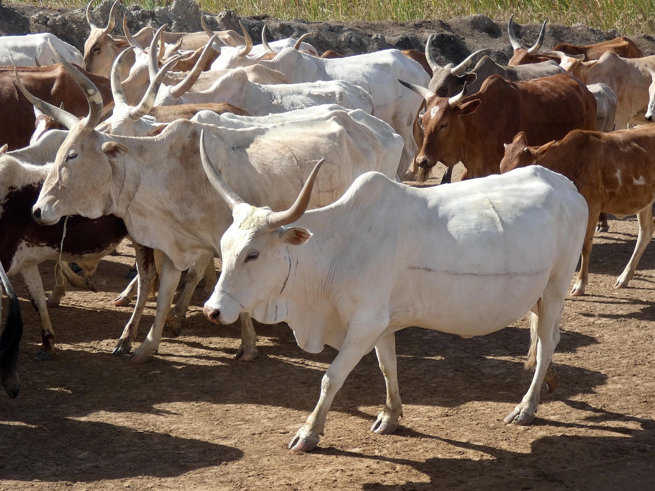 Bénin : des bœufs volés à Zogbodomey retrouvés à Agbangnizoun, voici le récit du propriétaire