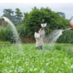 Agriculture au Bénin : bonne nouvelle pour les producteurs de maïs