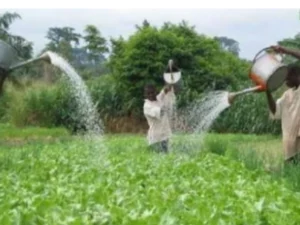 Agriculture au Bénin : bonne nouvelle pour les producteurs de maïs