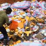Ouidah : 95kg de cocaïne et autres produits illicites détruits à Ahozon