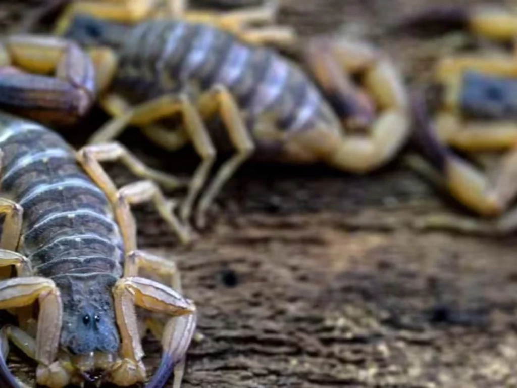Afrique du Sud : un homme arrêté en possession de 150 scorpions venimeux à l’aéroport du Cap