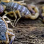 Divers : un homme arrêté en possession de 150 scorpions venimeux à l&rsquo;aéroport du Cap