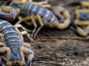 Divers : un homme arrêté en possession de 150 scorpions venimeux à l&rsquo;aéroport du Cap