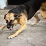 Bénin : le préfet de l&rsquo;Atlantique met les propriétaires d&rsquo;animaux en garde contre la rage