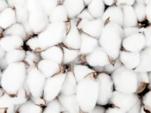 Les microalgues : Nouvel allié pour une agriculture plus durable, selon le Prof Hicham El Harroussi