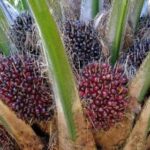 Huile de palme : l’Afrique importe près de 8,2 milliards de dollars en 2025