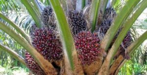 Huile de palme : l’Afrique importe près de 8,2 milliards de dollars en 2025