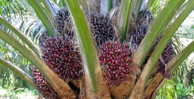 Huile de palme : l’Afrique importe près de 8,2 milliards de dollars en 2025